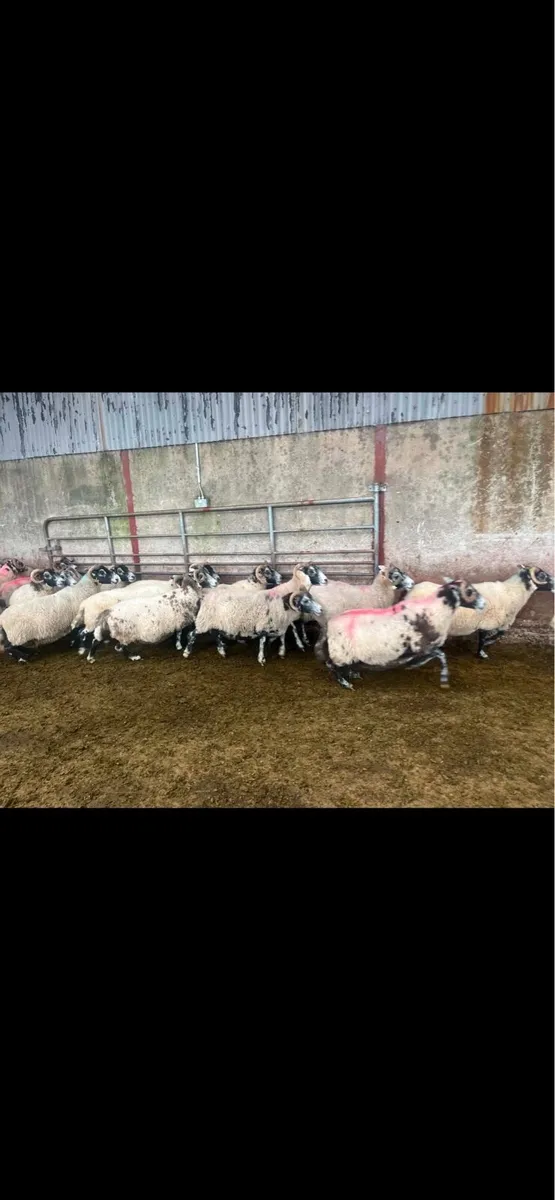Lanark ewes - Image 1