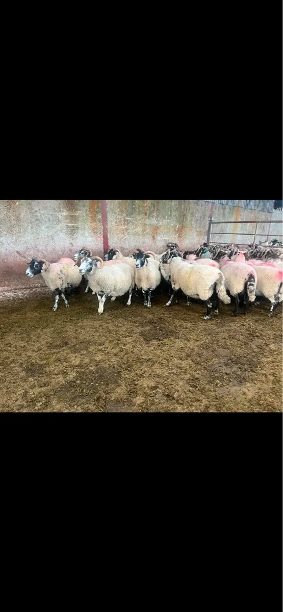 Lanark ewes - Image 2