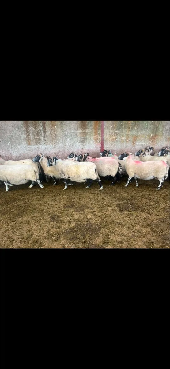 Lanark ewes - Image 3