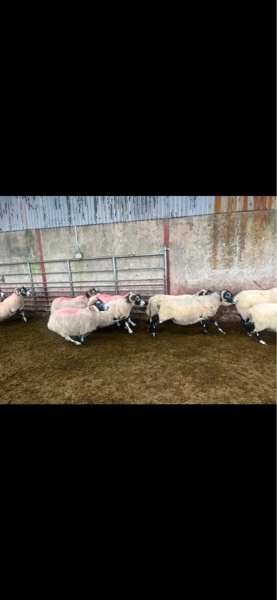 Lanark ewes - Image 4