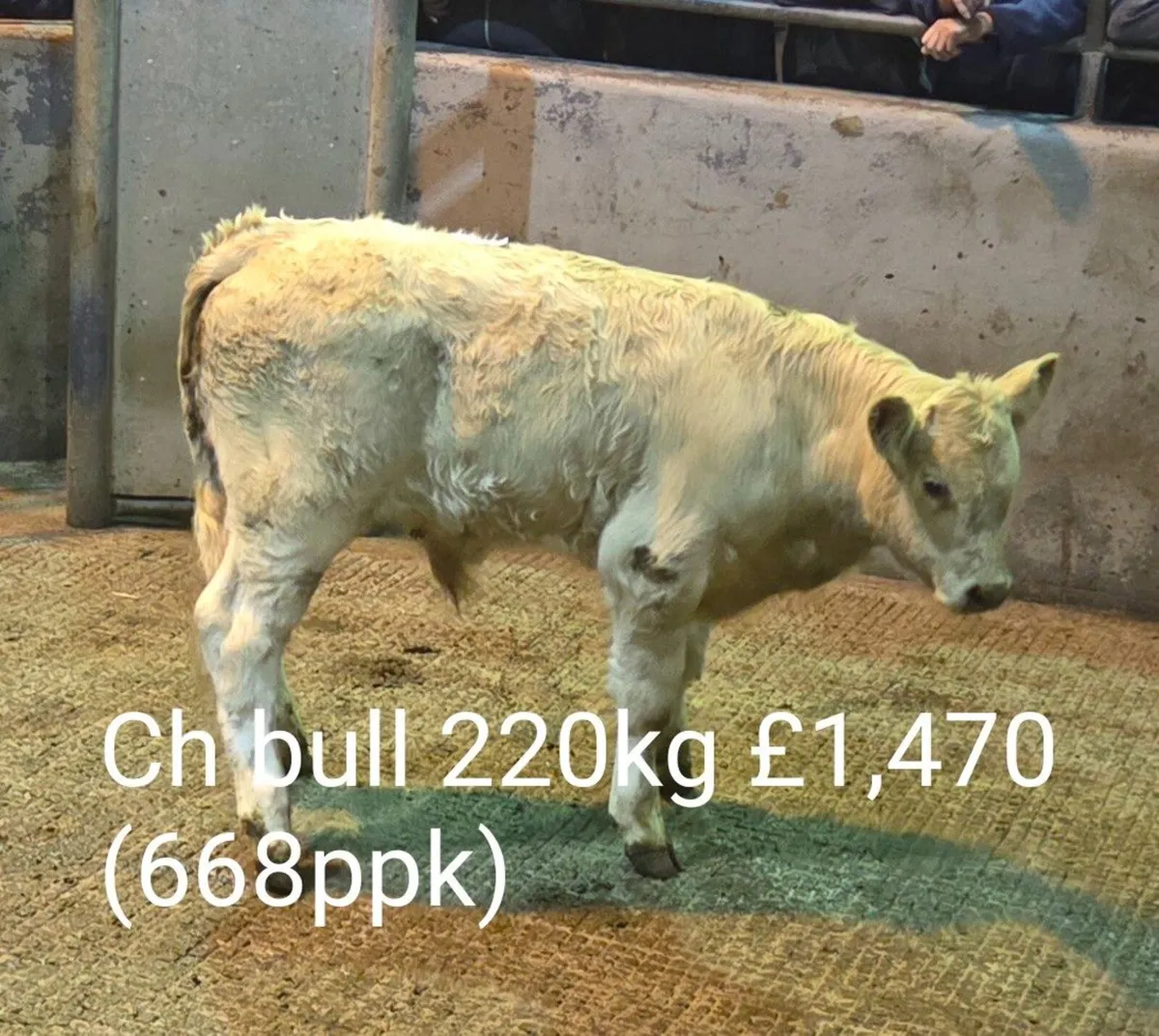 Autumn Suckled Calf Sales Report (B2) - Image 1