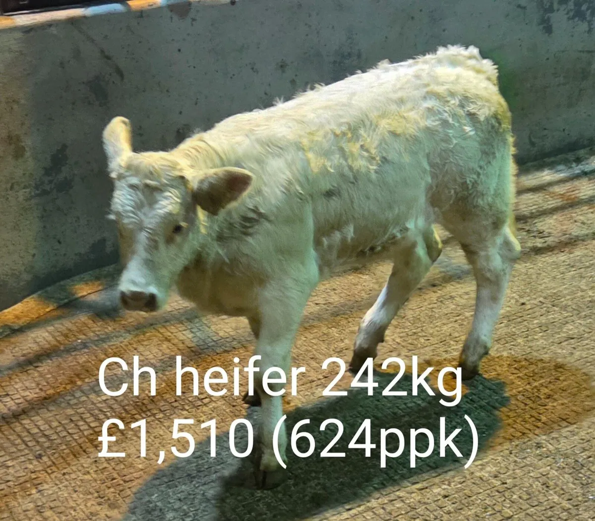 Autumn Suckled Calf Sales Report (B2) - Image 2