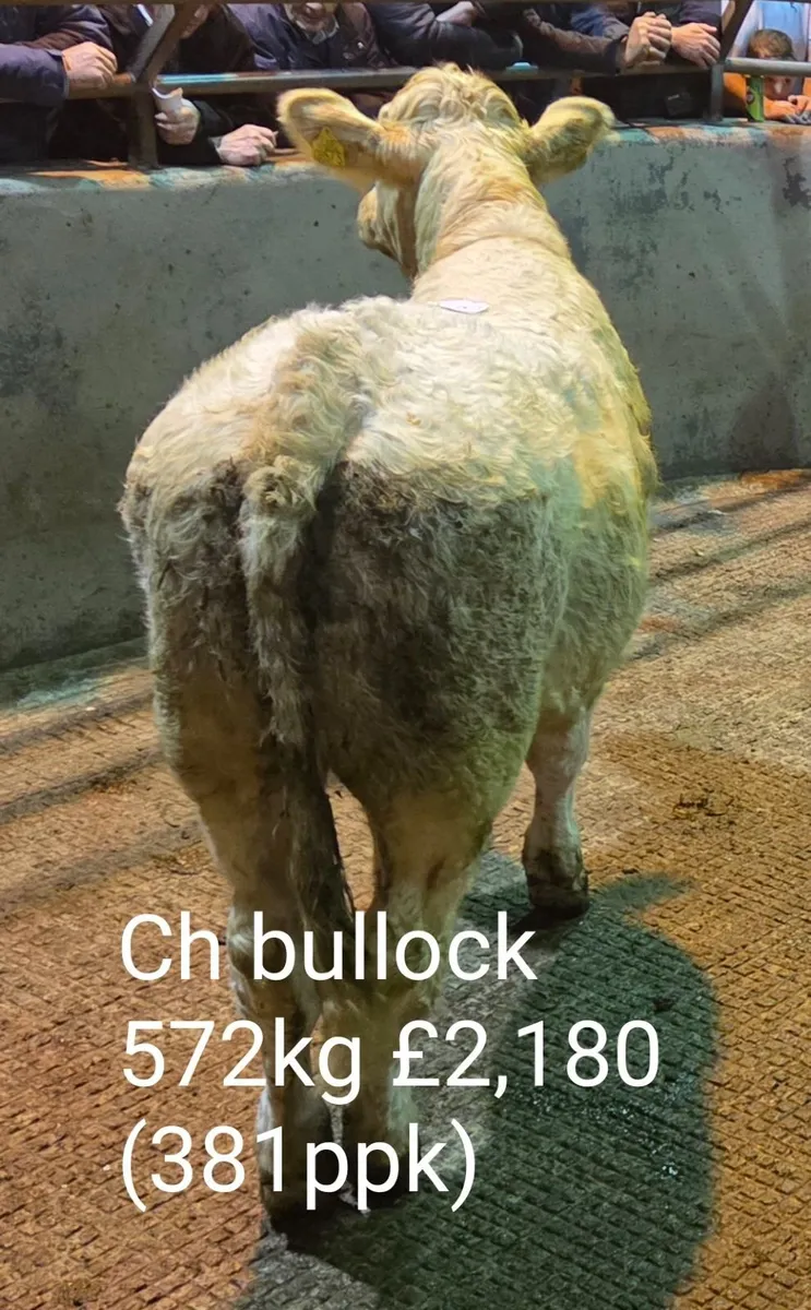 Autumn Suckled Calf Sales Report (B2) - Image 3
