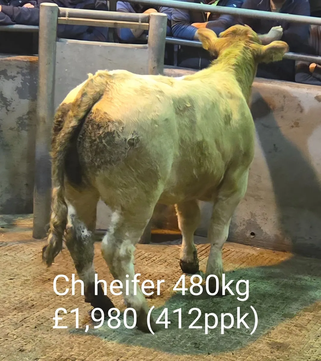 Autumn Suckled Calf Sales Report (B2) - Image 4