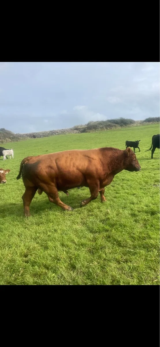 Angus Bull - Image 1