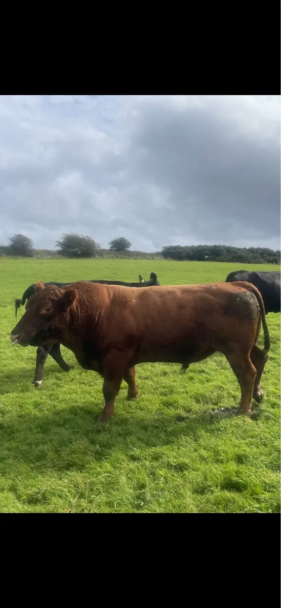 Angus Bull - Image 2