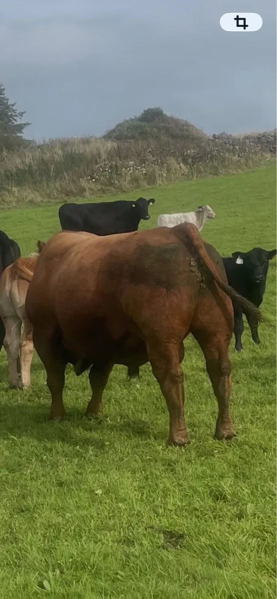 Angus Bull - Image 3