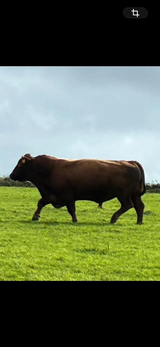 Angus Bull - Image 4