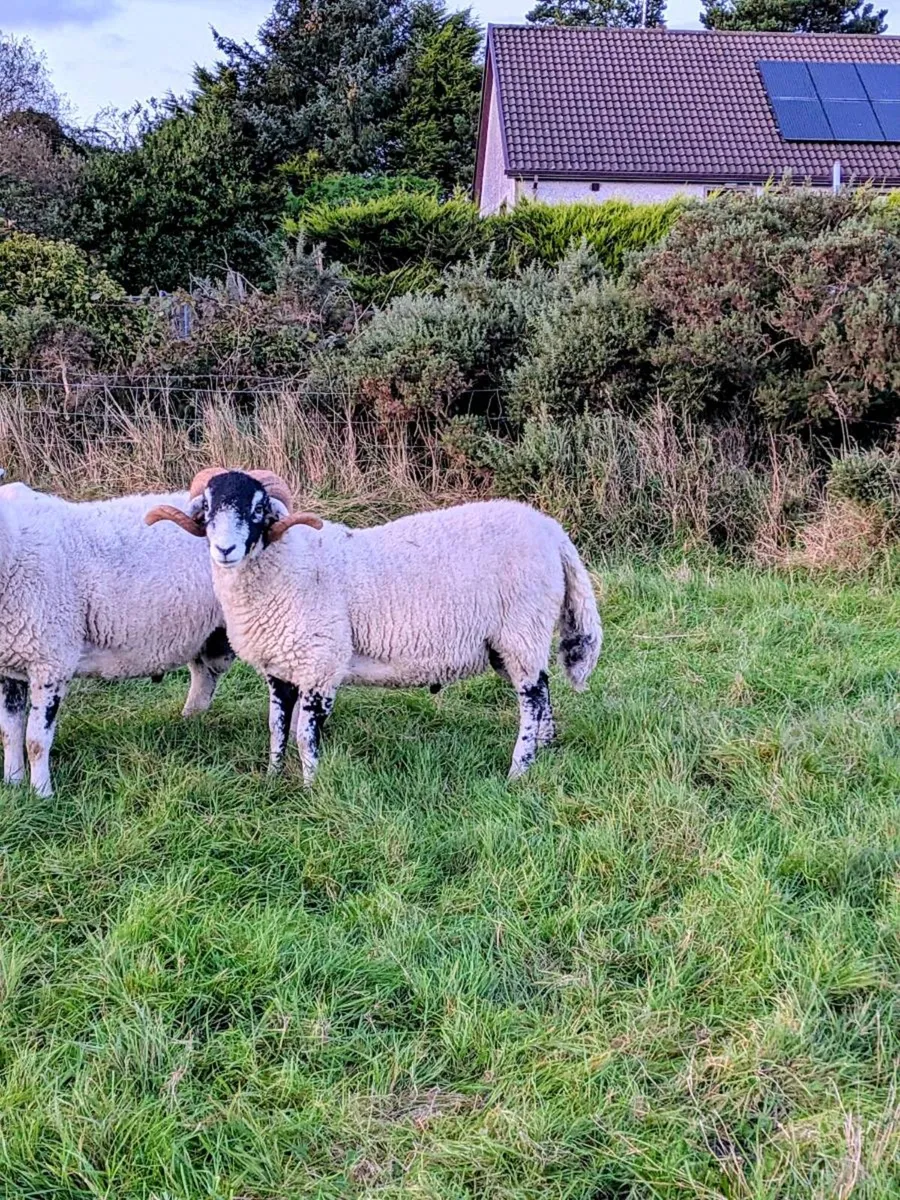 Swaledale shearling rams - Image 1
