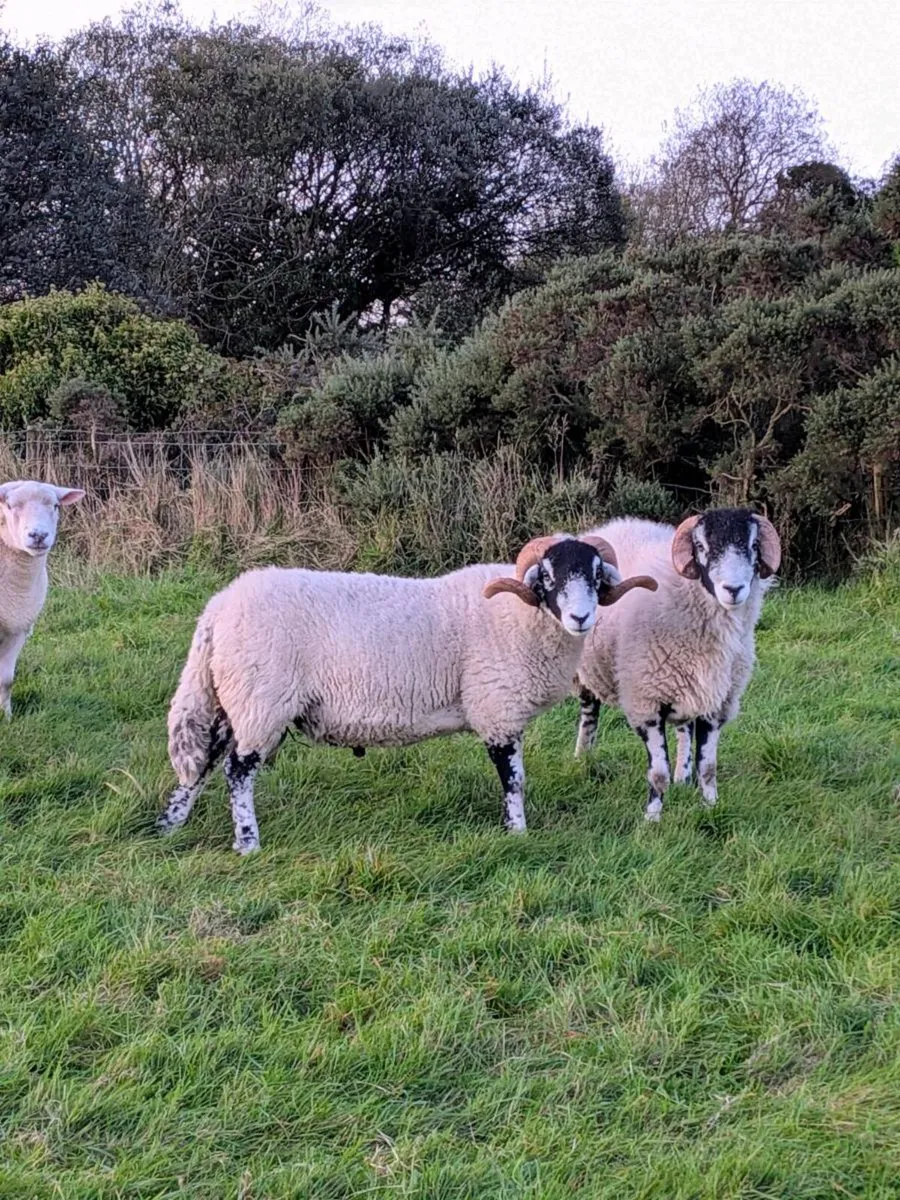Swaledale shearling rams - Image 2