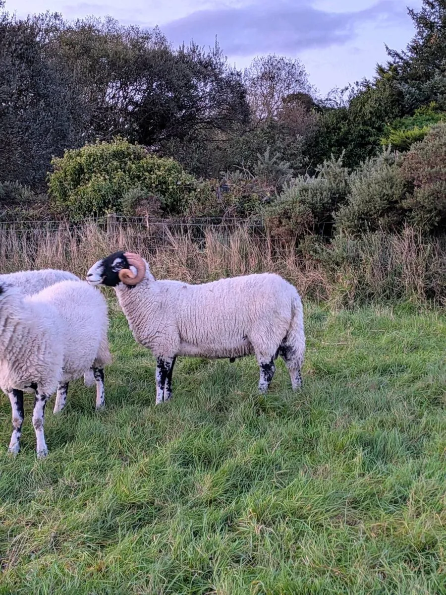 Swaledale shearling rams - Image 3