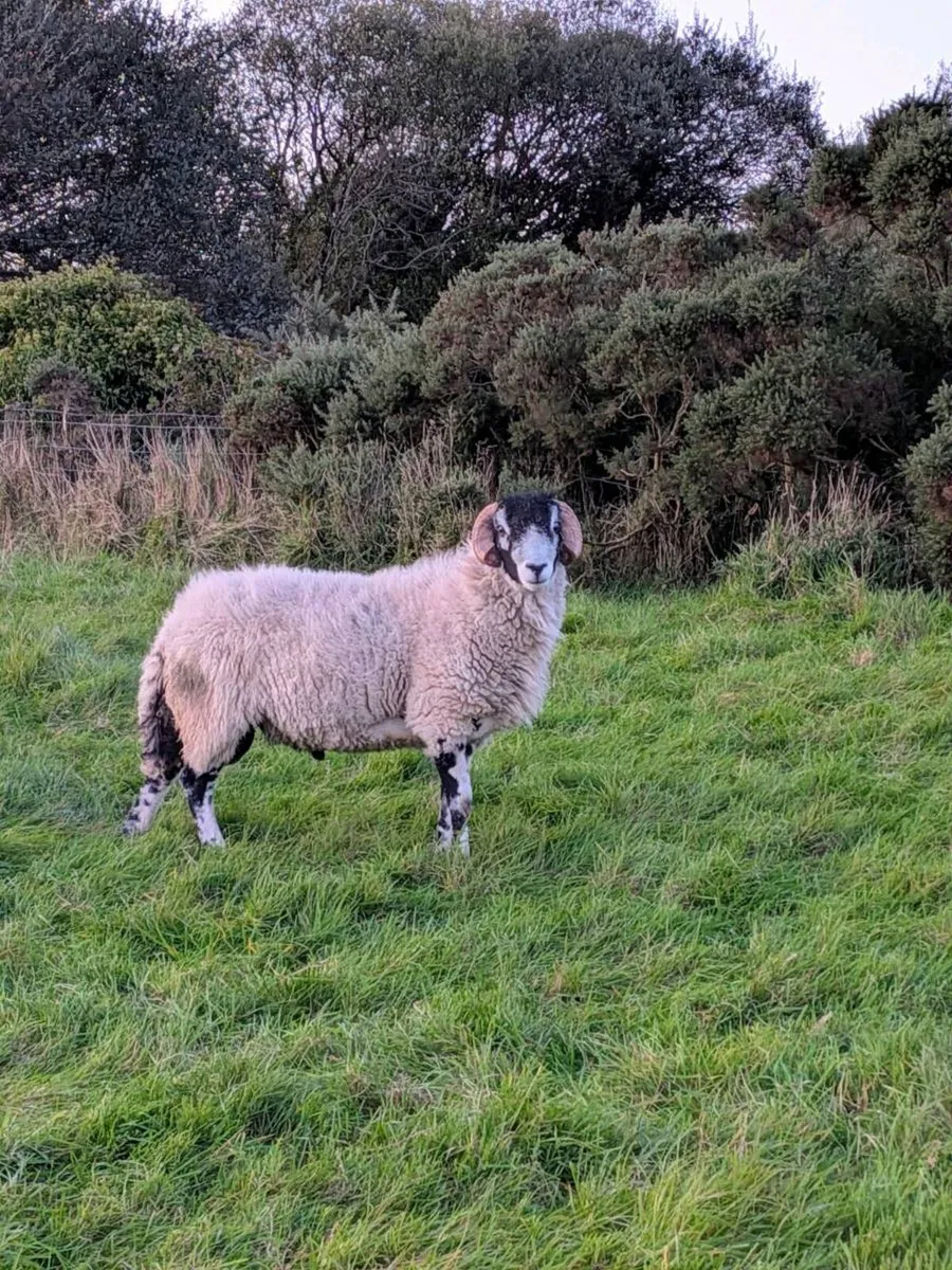 Swaledale shearling rams - Image 4
