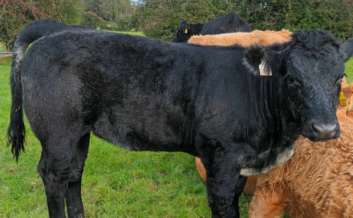 Limousine Cross Weanling Heifers - Image 3