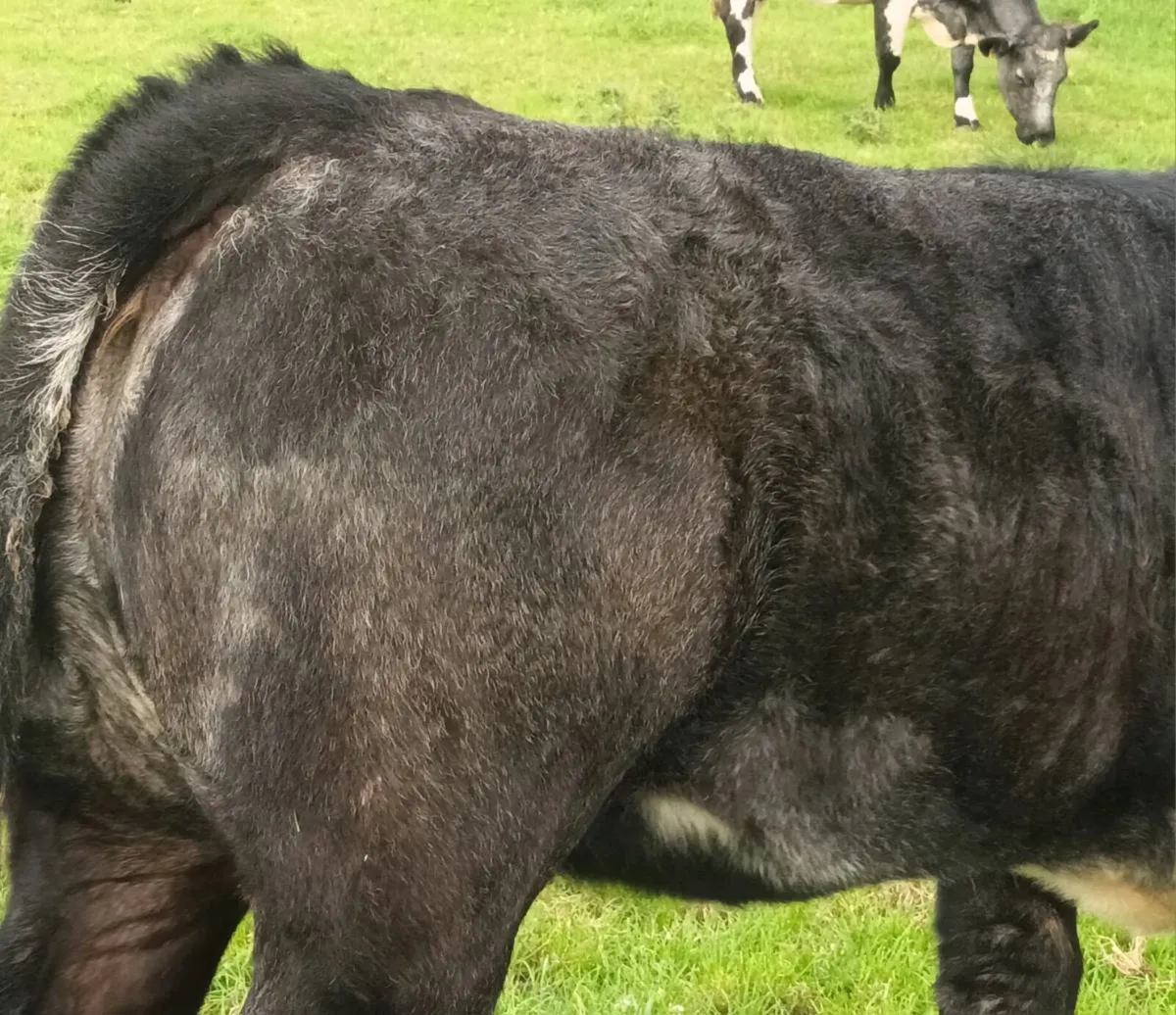 Limousine Cross Weanling Heifers - Image 2