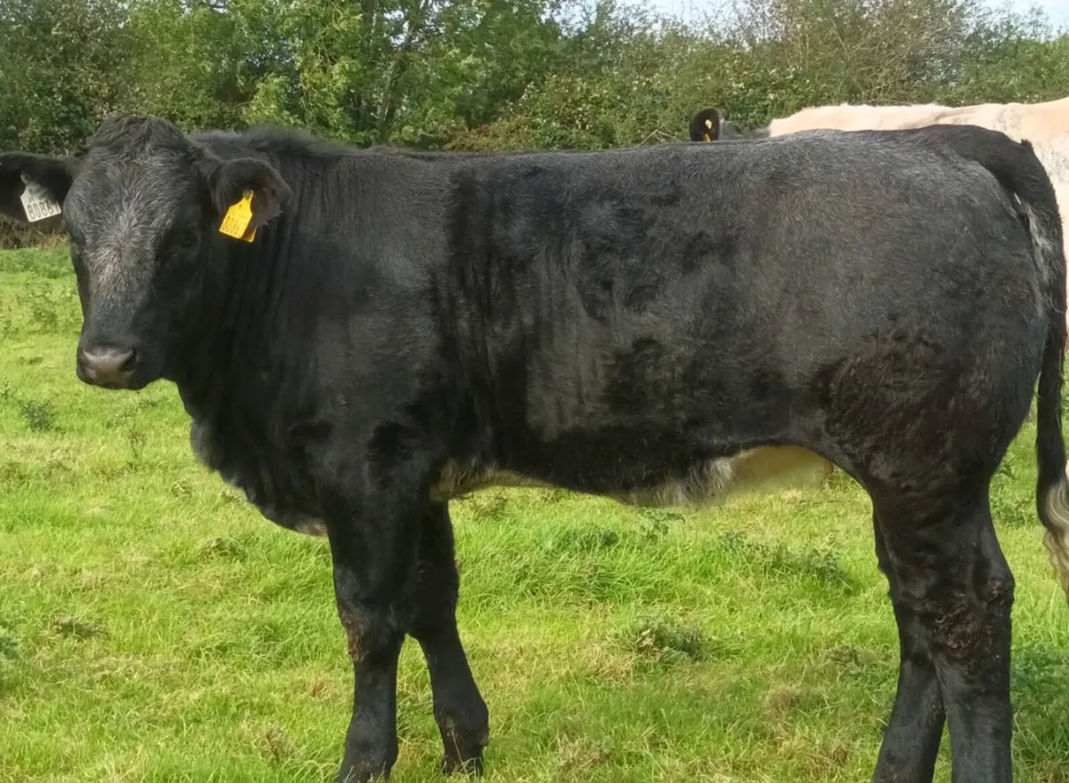 Limousine Cross Weanling Heifers - Image 1