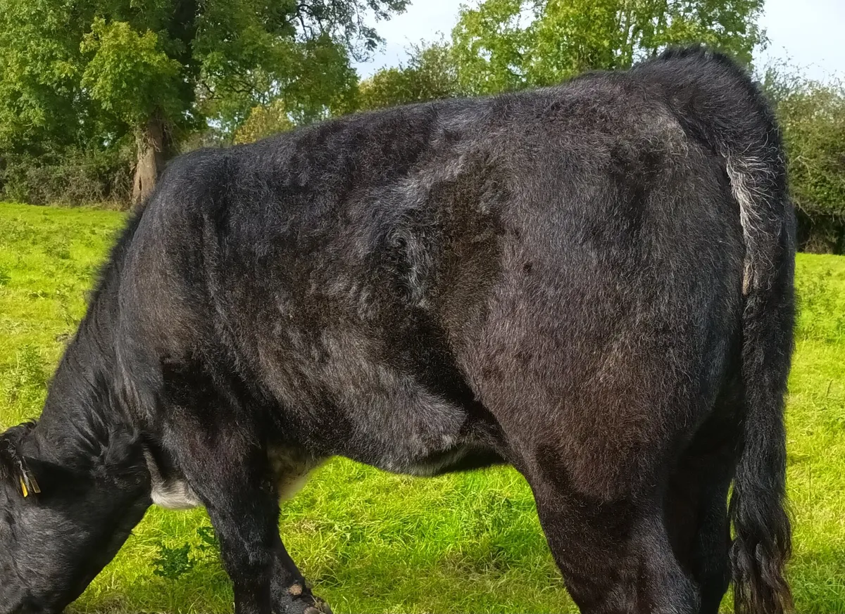 Limousine Cross Weanling Heifers - Image 4