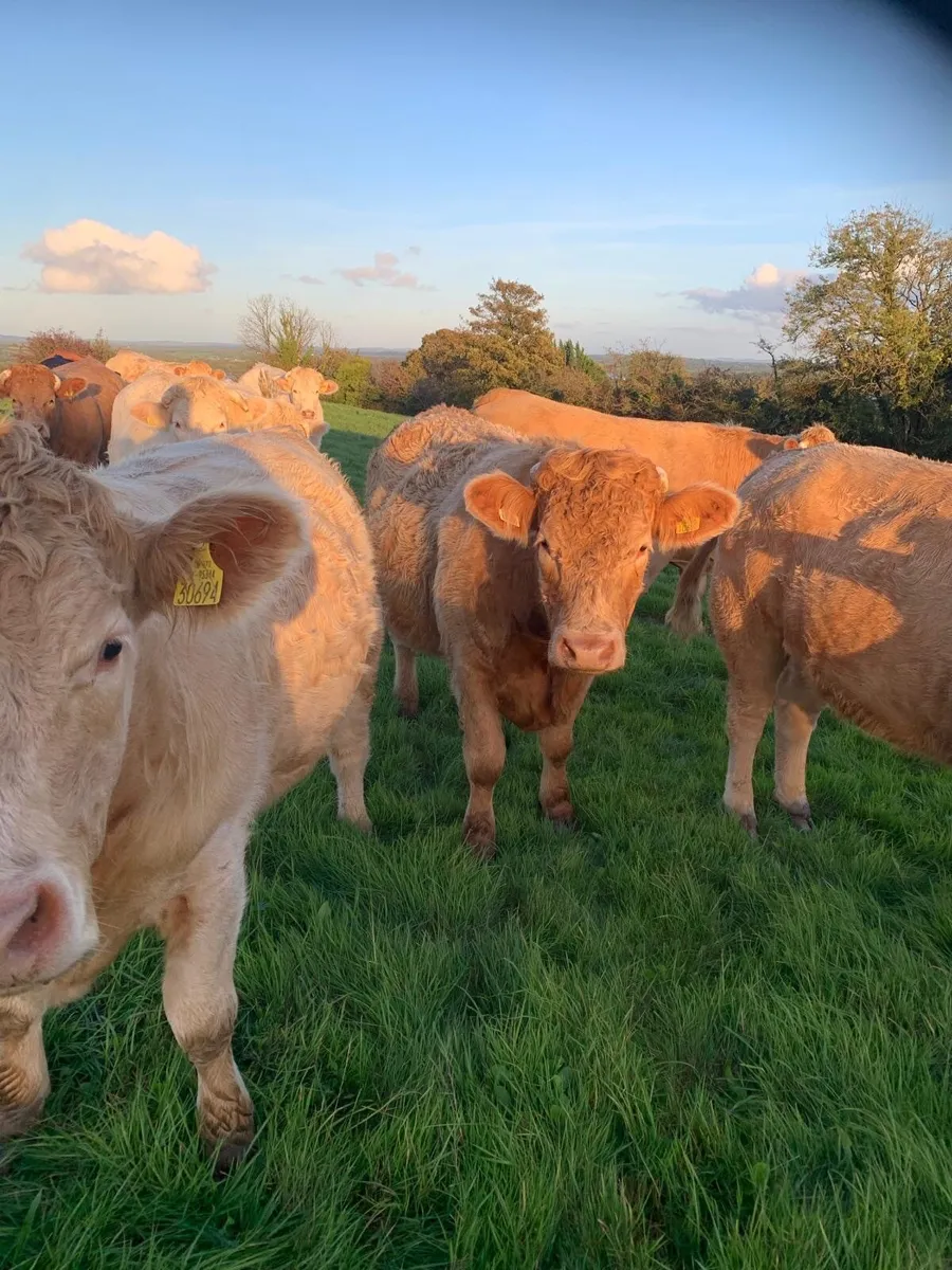 Charolais Heifers - Image 1