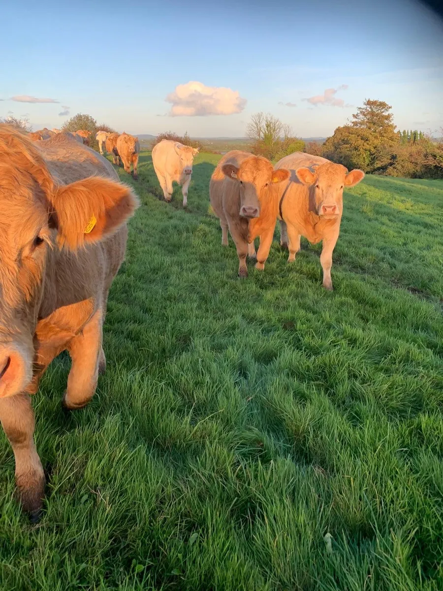 Charolais Heifers - Image 2