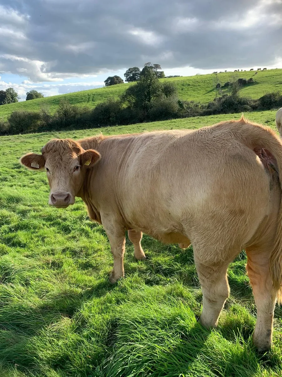 Charolais Heifers - Image 3