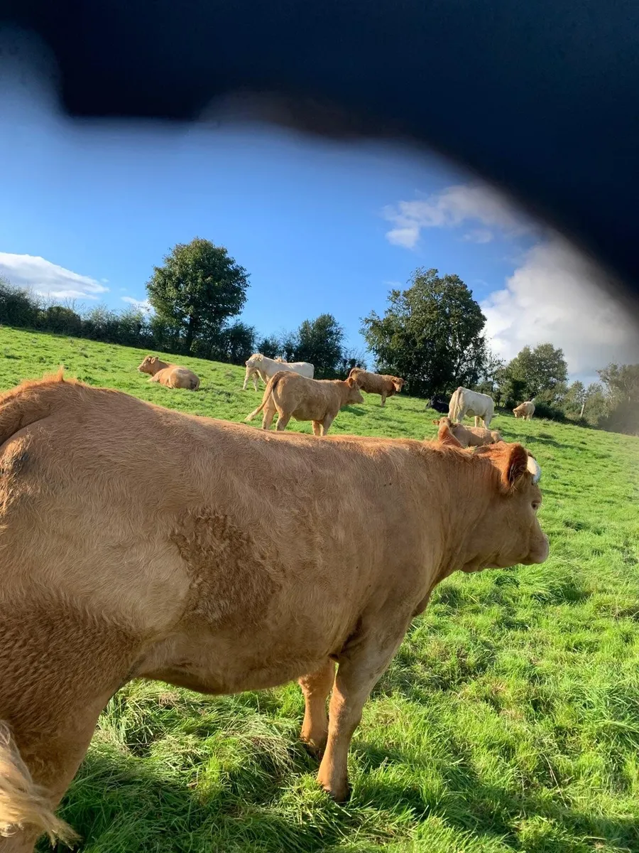 Charolais Heifers - Image 4