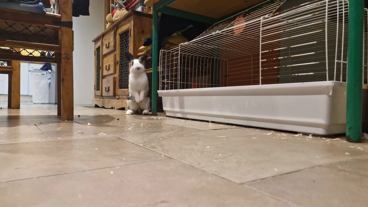 Flemish Giant Rabbit - Image 2
