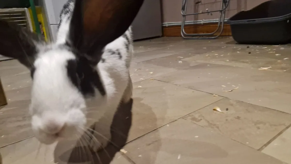 Flemish Giant Rabbit - Image 3