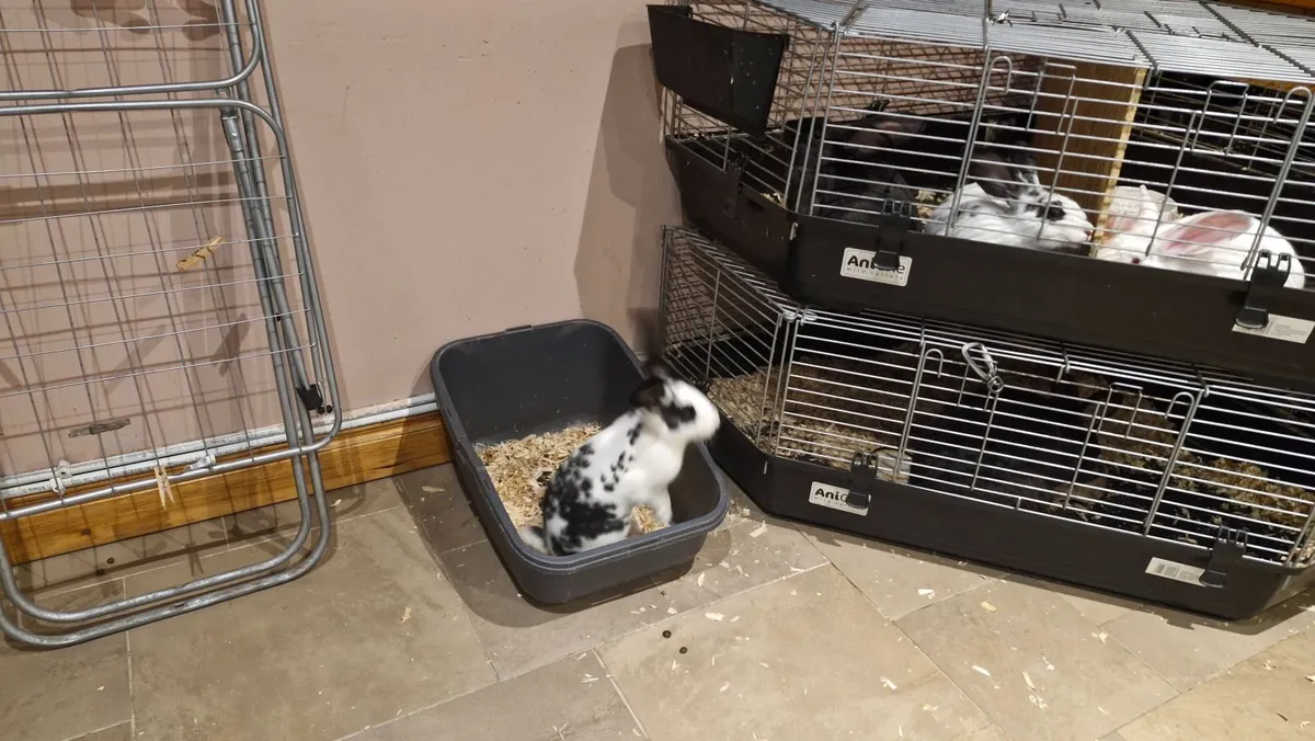 Flemish Giant Rabbit - Image 1