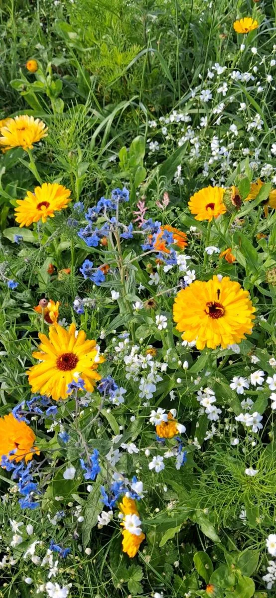 Wildflower Seed - Image 1