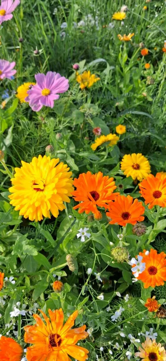 Wildflower Seed - Image 2