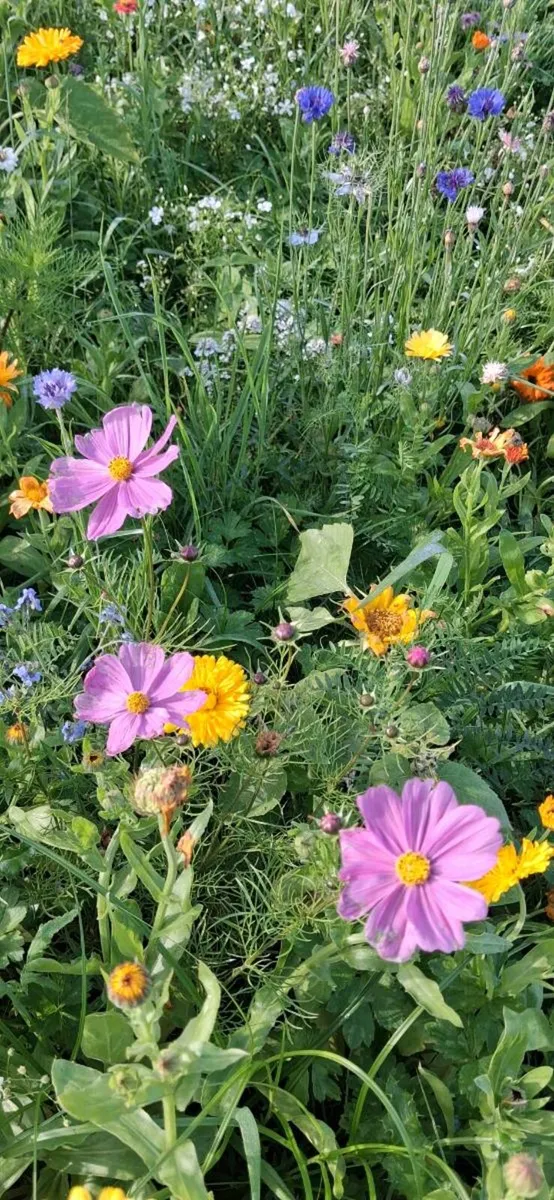 Wildflower Seed - Image 3