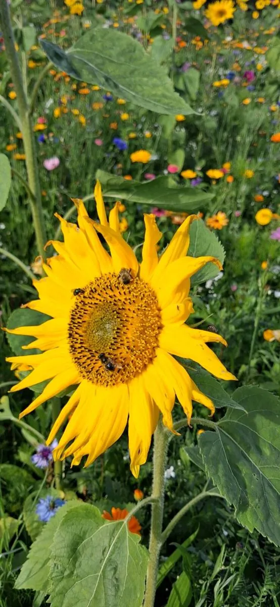 Wildflower Seed - Image 4