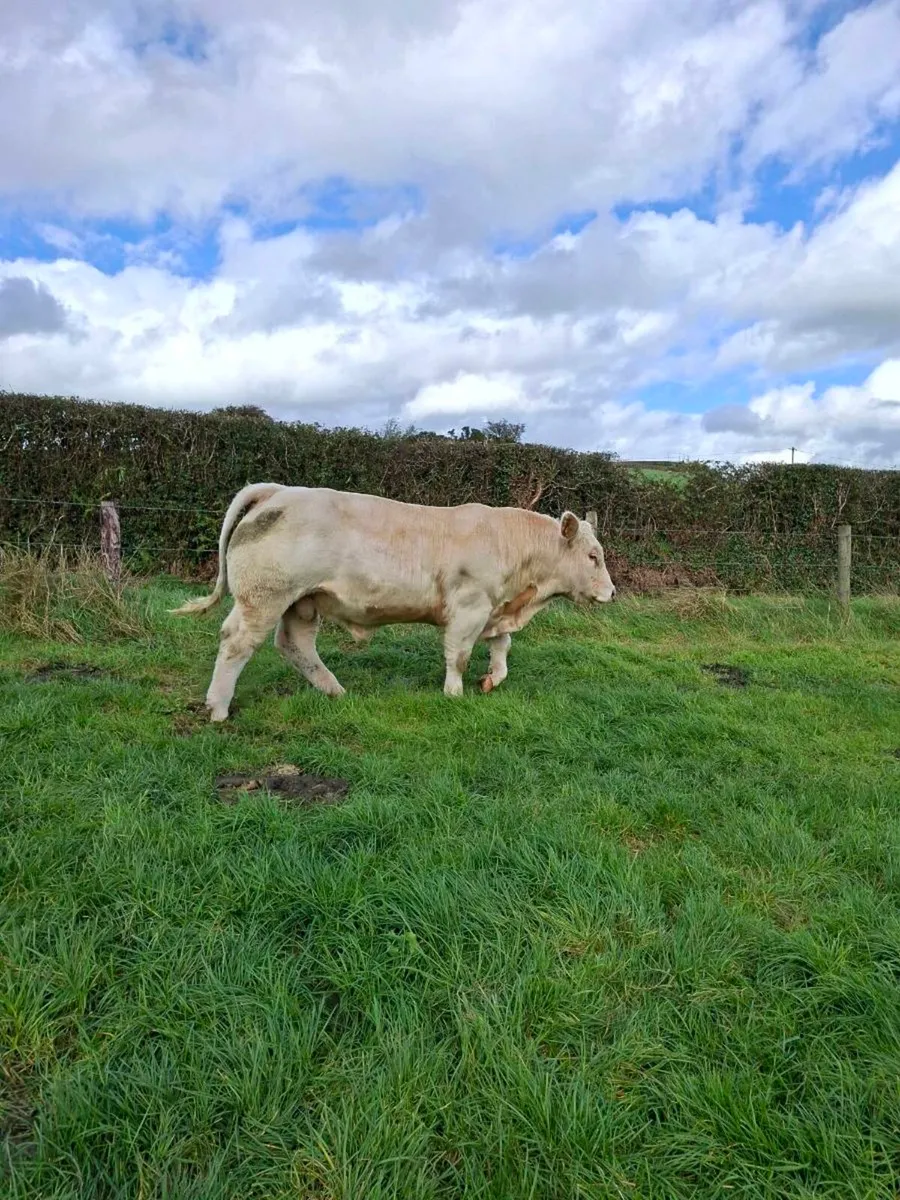 Bull - Image 1