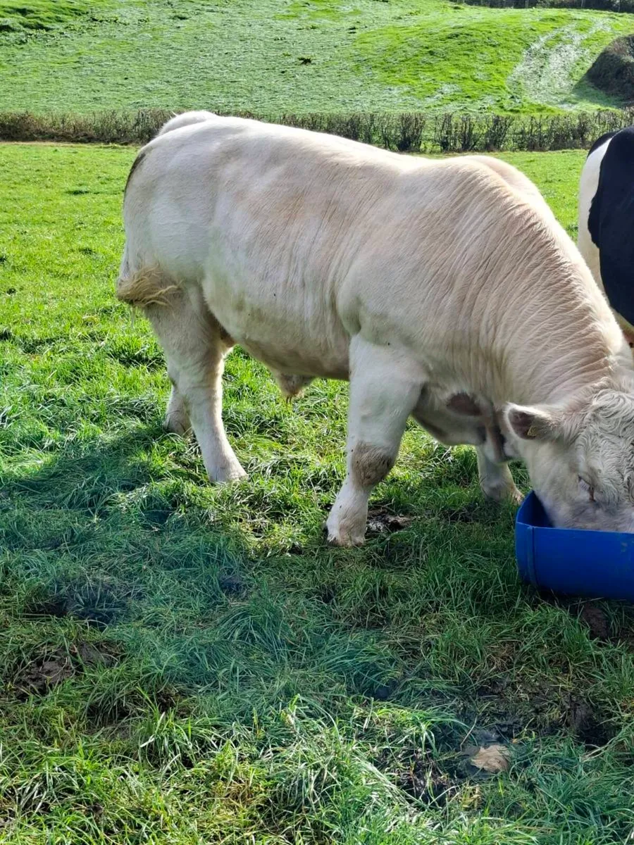 Bull - Image 2
