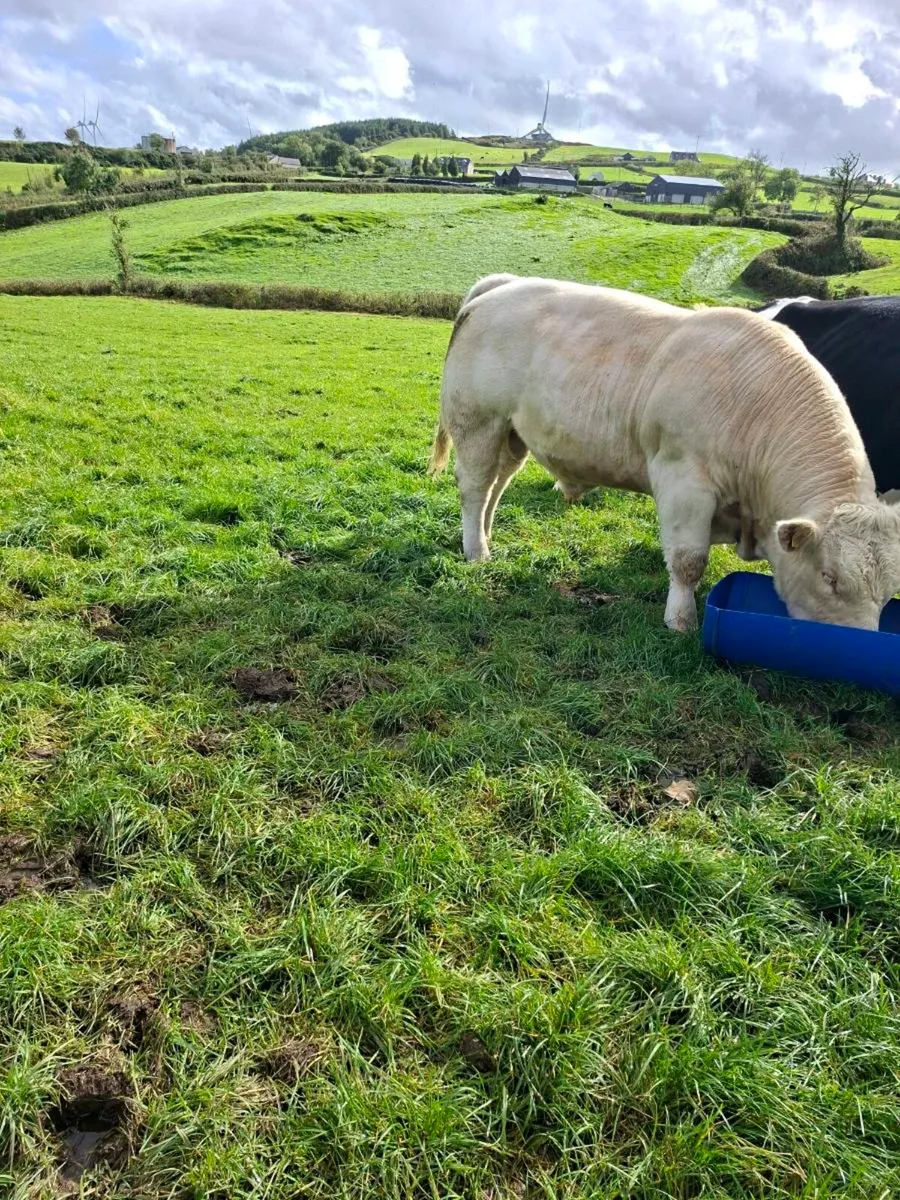 Bull - Image 3
