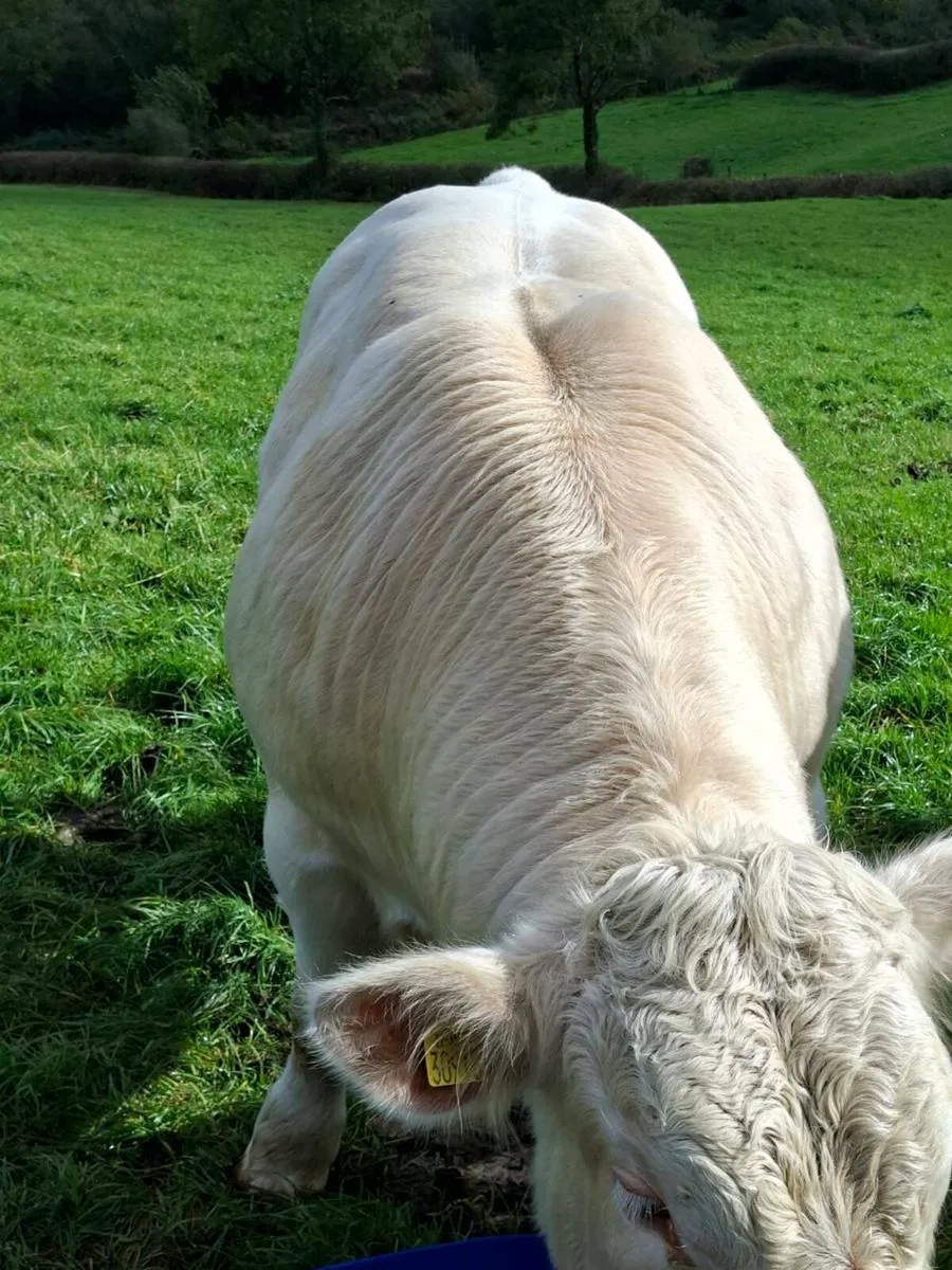 Bull - Image 4
