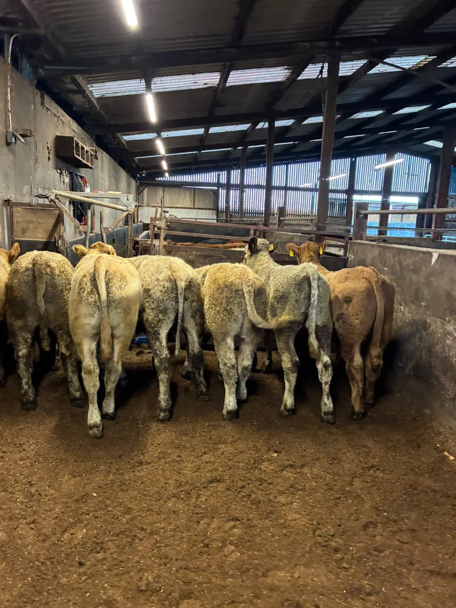 Charolais bullocks - Image 4
