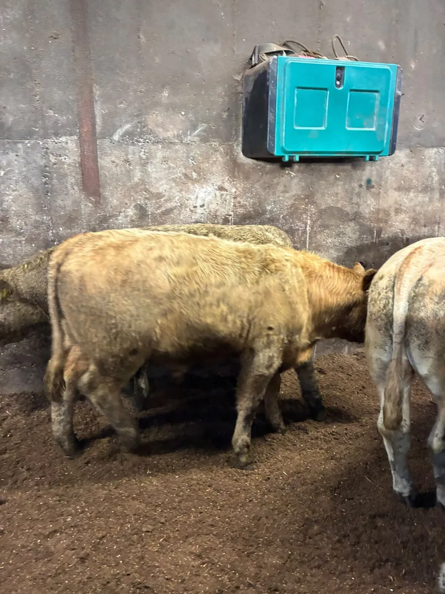 Charolais bullocks - Image 3