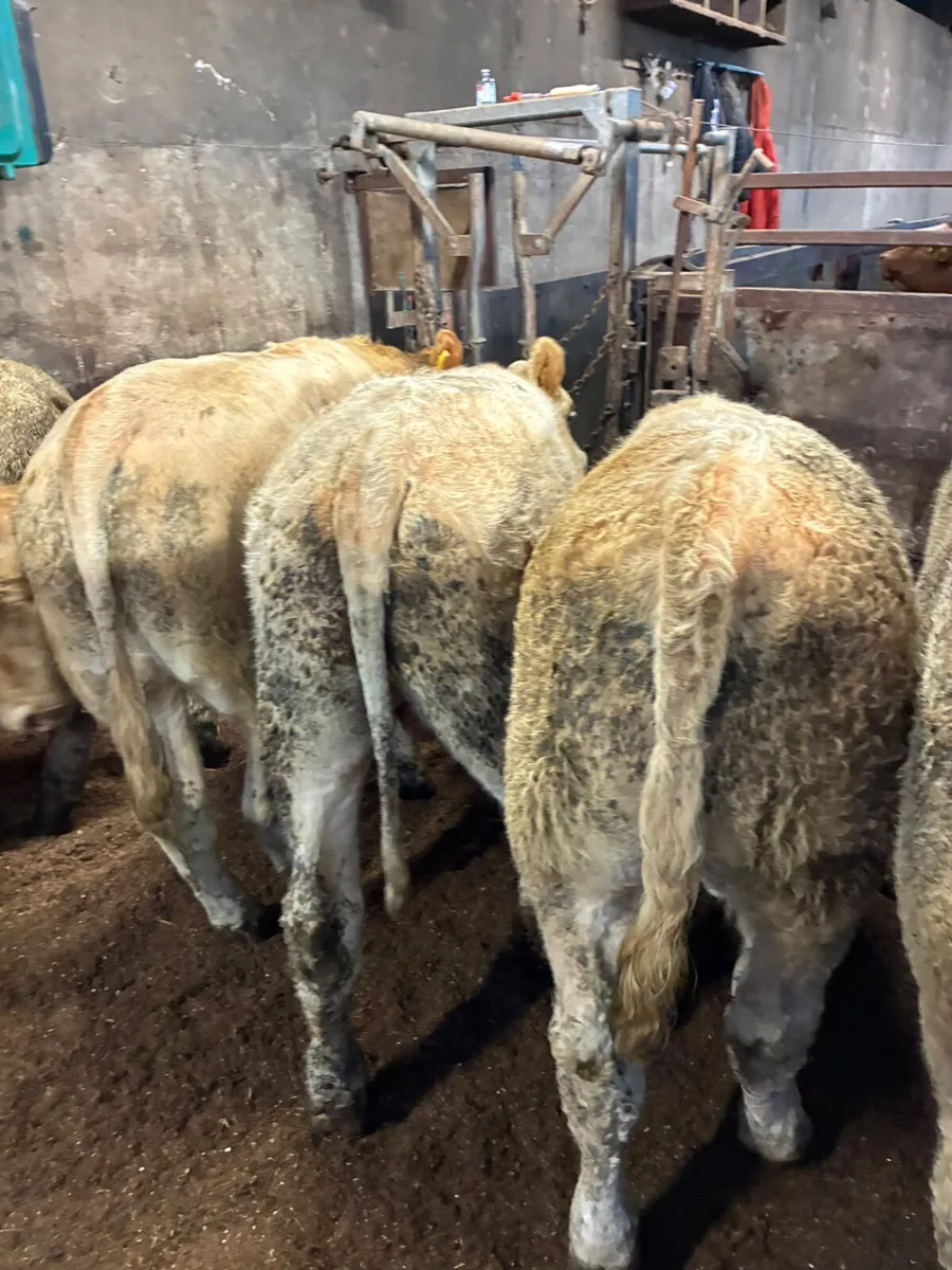 Charolais bullocks - Image 2