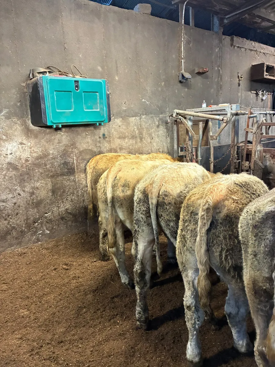Charolais bullocks - Image 1