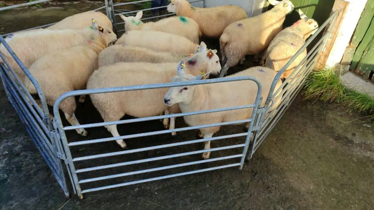 10 organic texel x ewe lambs - Image 2