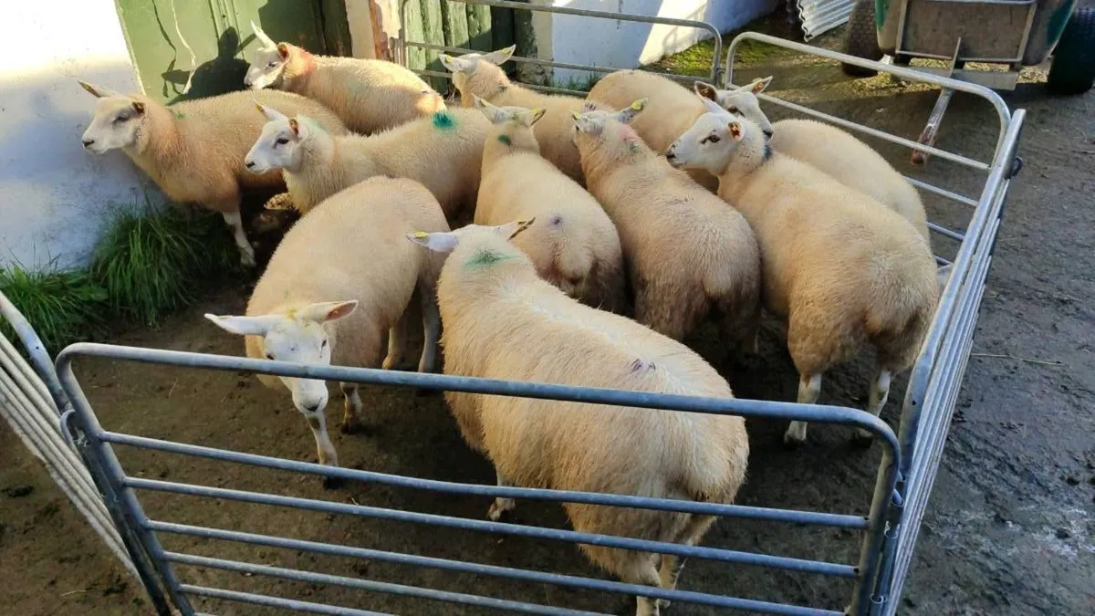 10 organic texel x ewe lambs - Image 3