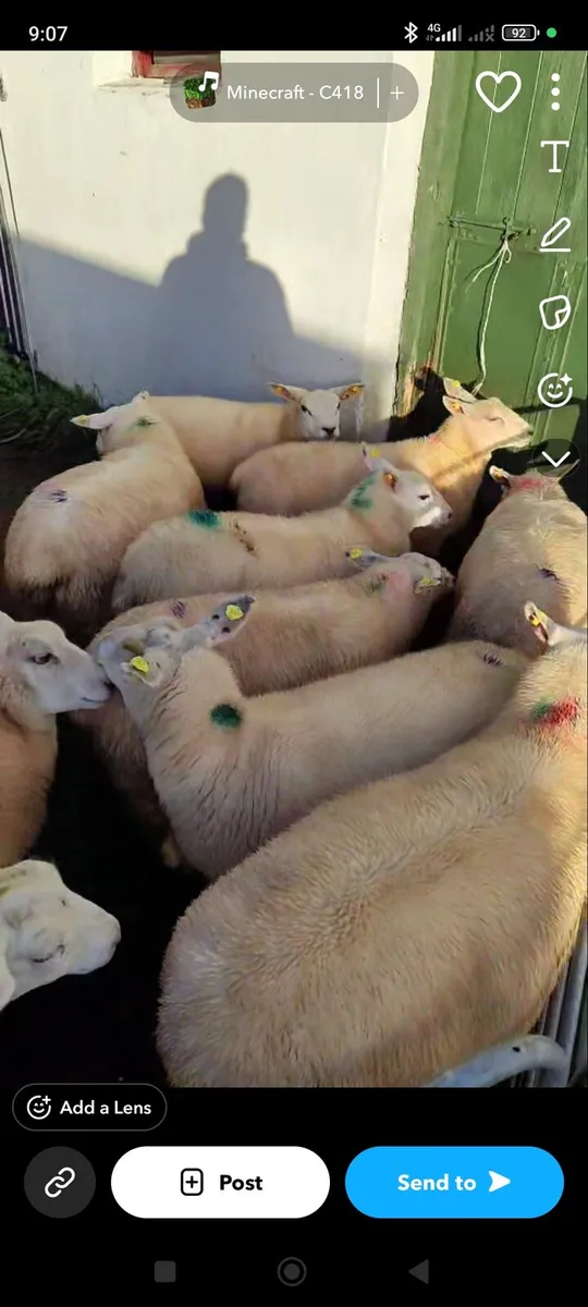 10 organic texel x ewe lambs - Image 1