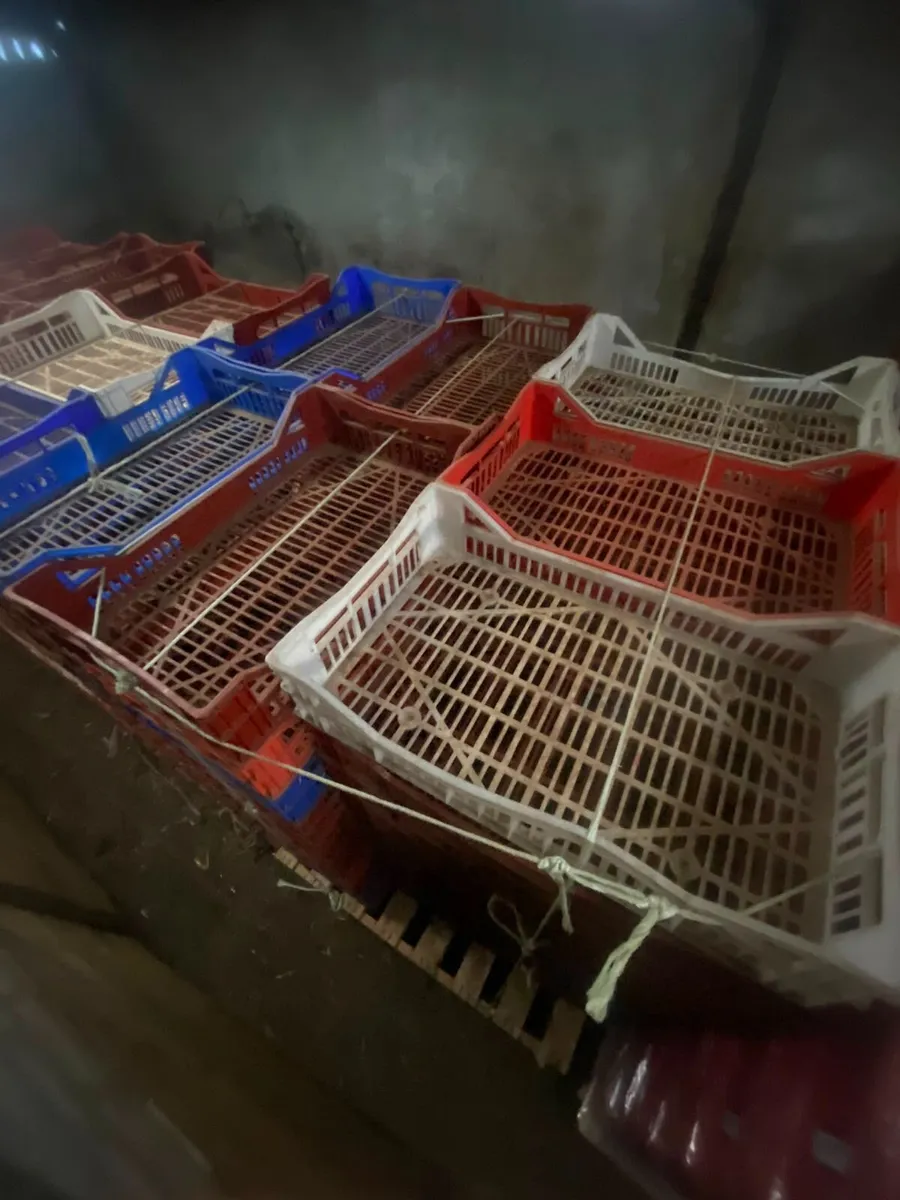 Seed Potato Chitting Trays (Plastic) - Image 3