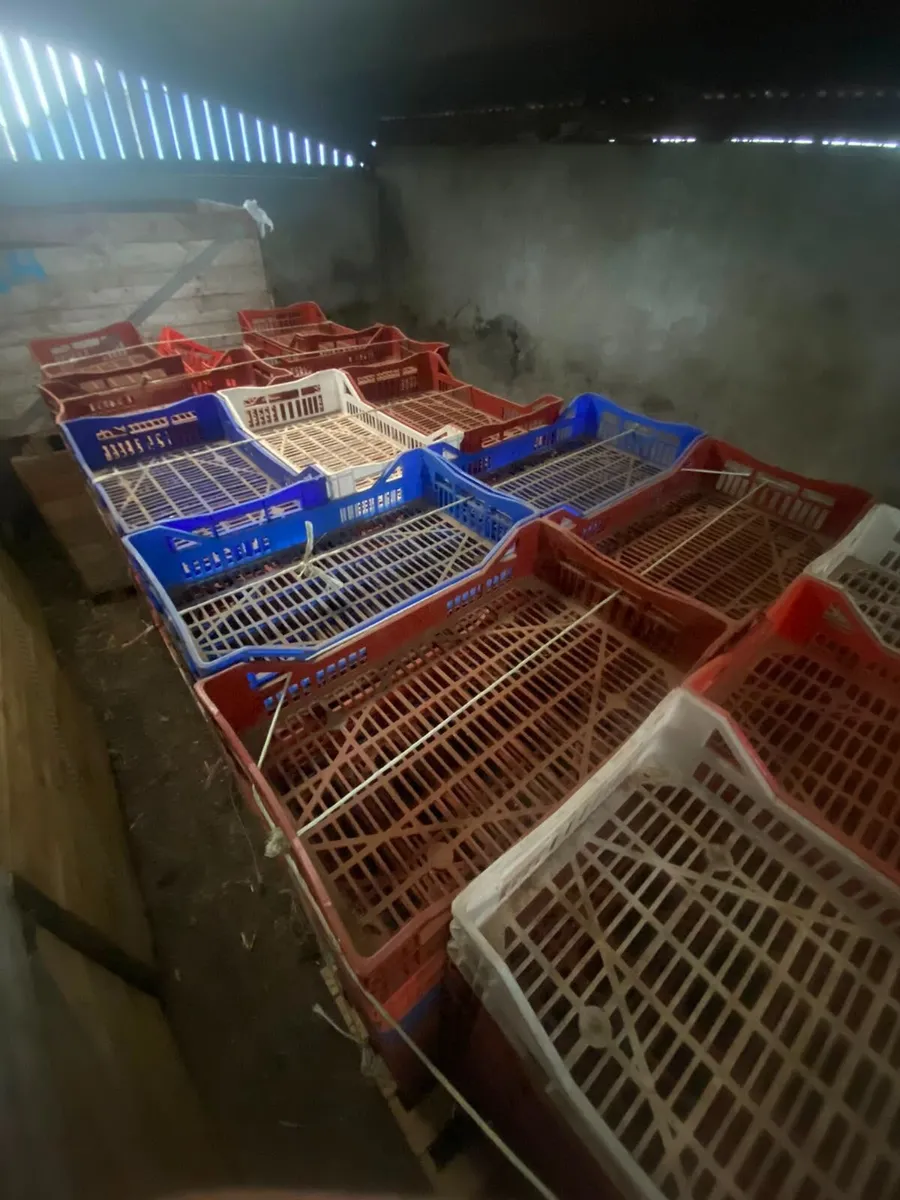 Seed Potato Chitting Trays (Plastic) - Image 4