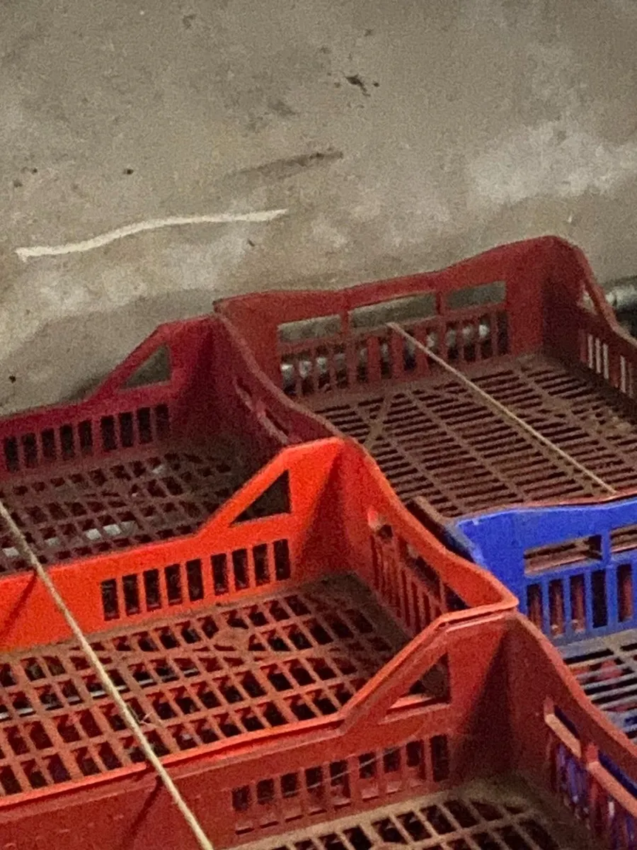 Seed Potato Chitting Trays (Plastic) - Image 2