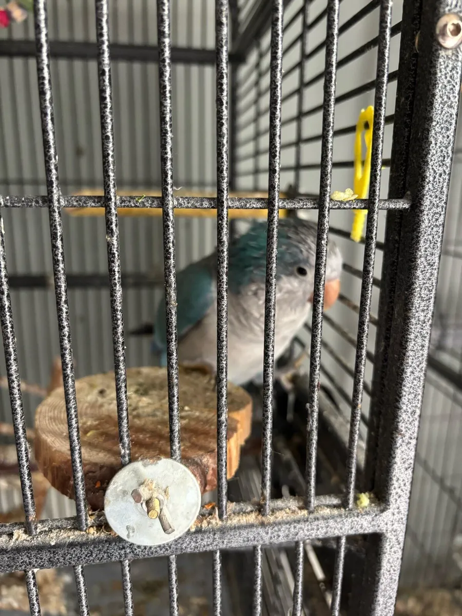 Indian ring neck and a parakeet with cages. - Image 2