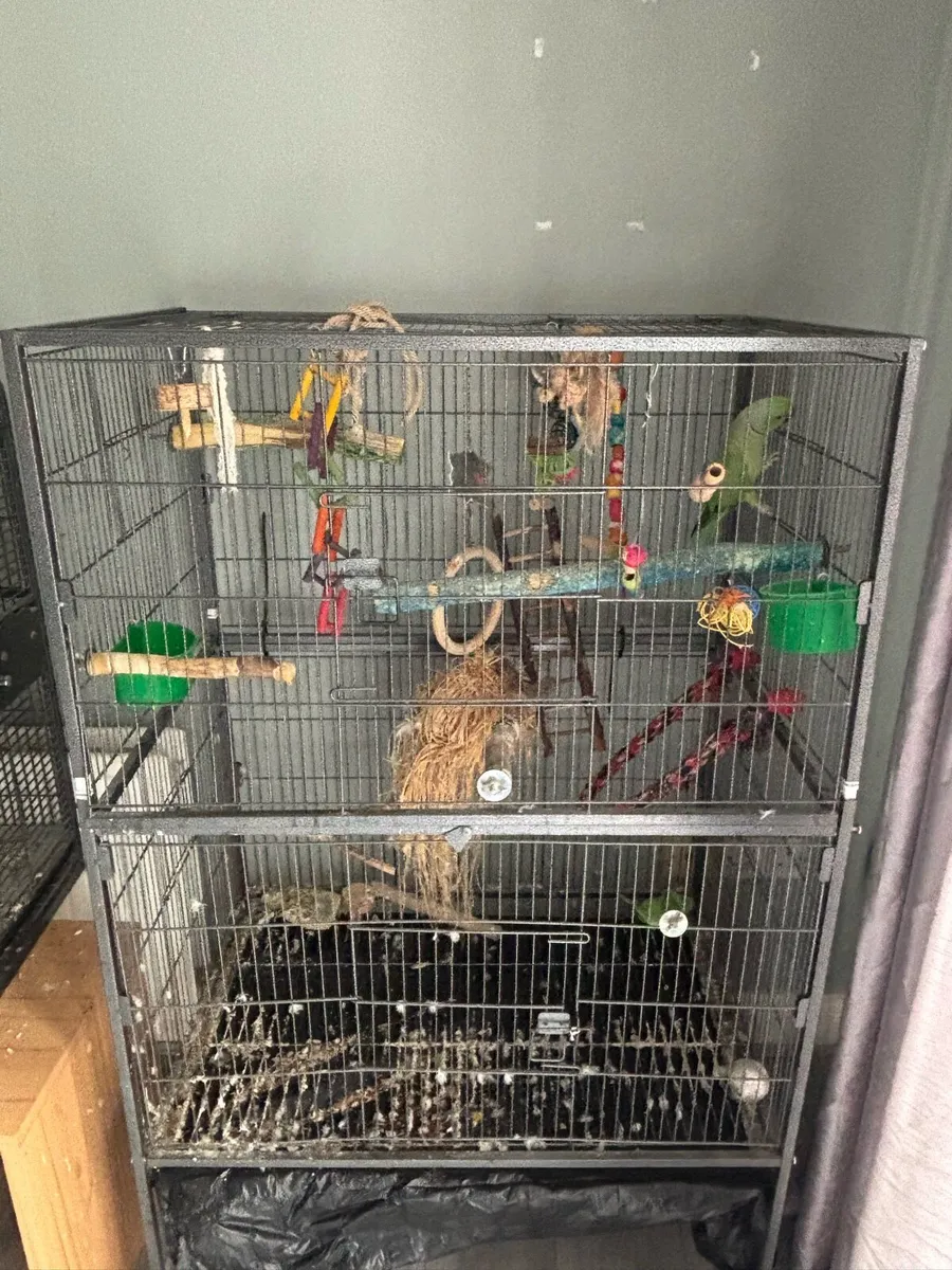 Indian ring neck and a parakeet with cages. - Image 3