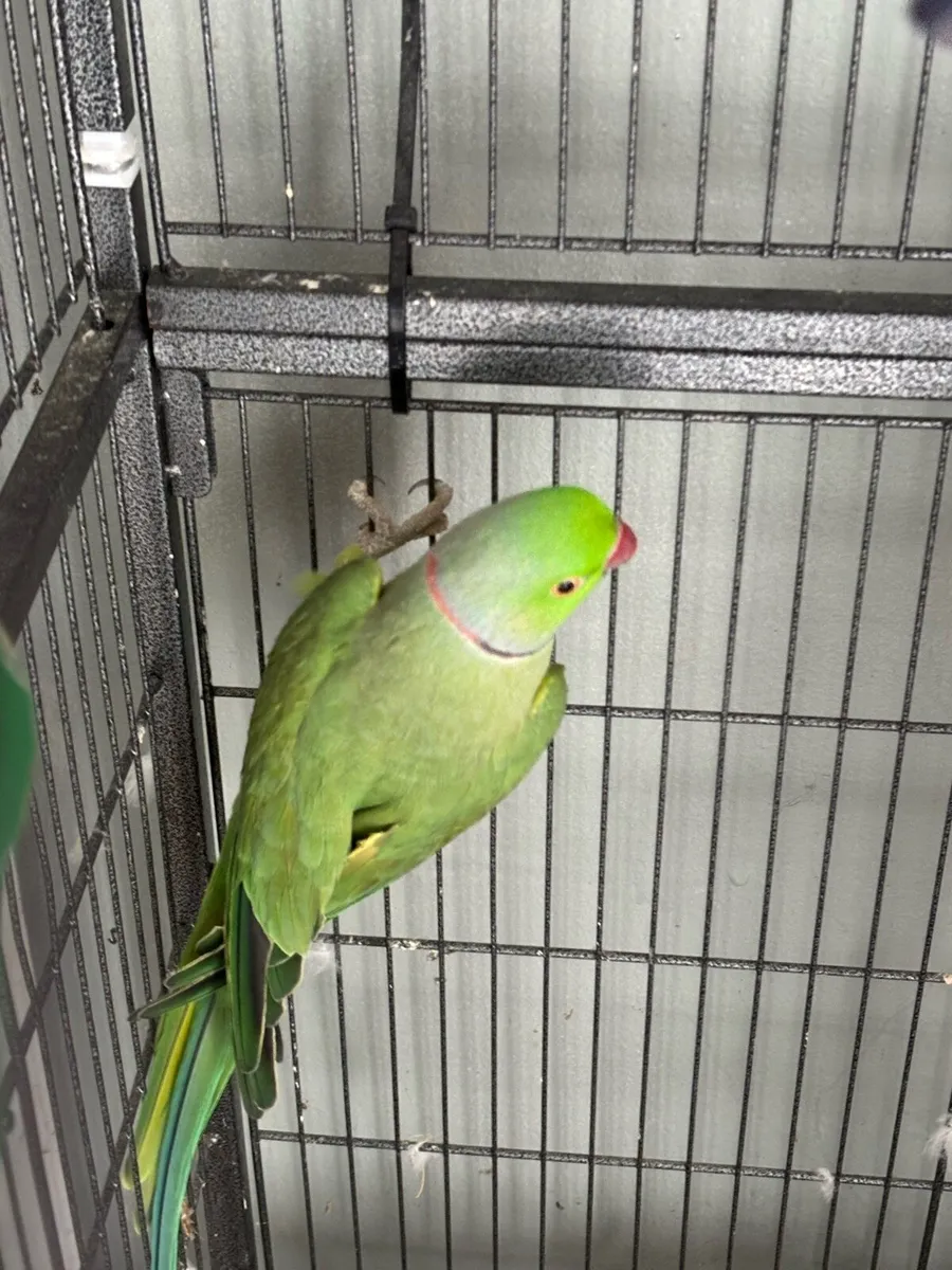 Indian ring neck and a parakeet with cages. - Image 4