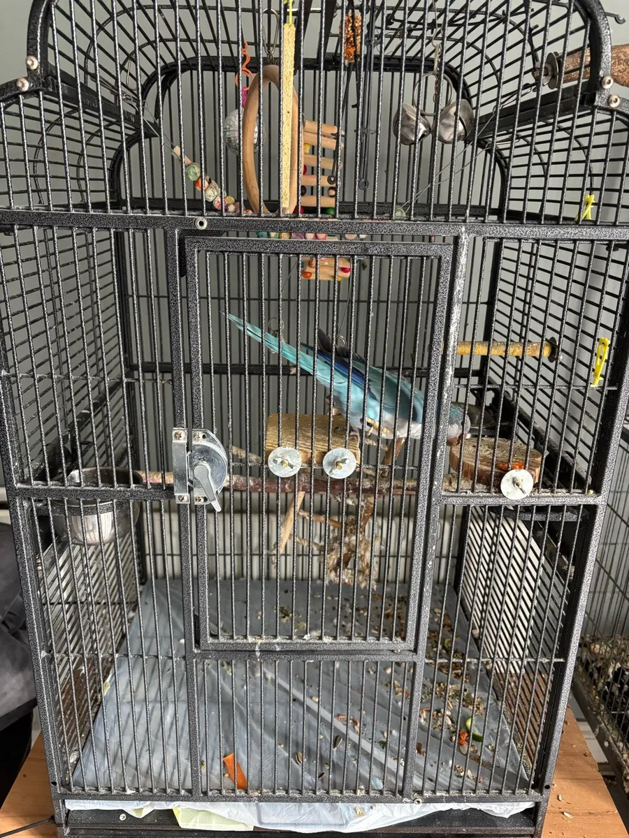 Indian ring neck and a parakeet with cages. - Image 1