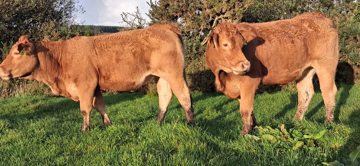 PEDIGREE REGISTERED LIMOUSIN HEIFERS - Image 2